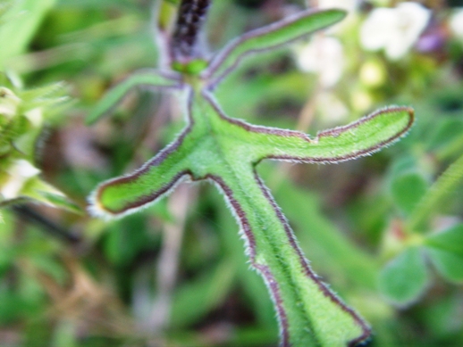 Prunella laciniata